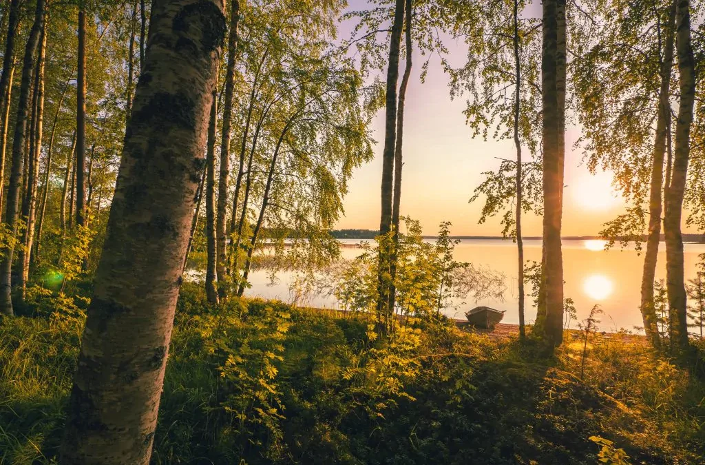 Fascinating Finnish Forest Facts and Figures