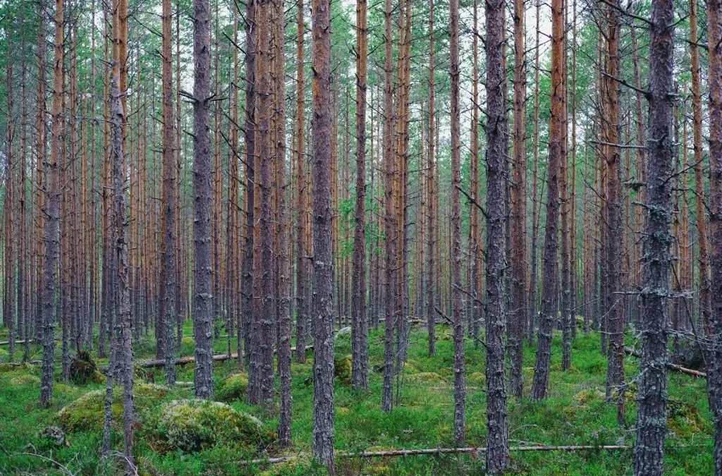 What is a laminated log?