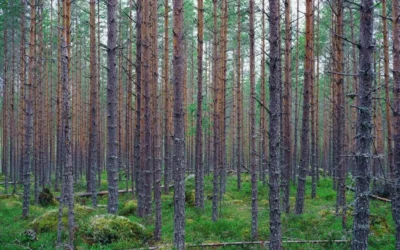 What is a laminated log?